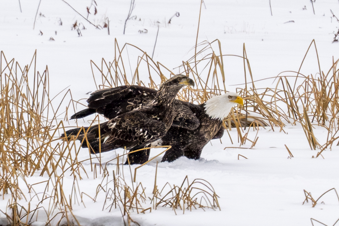 40 eagles at Colvill Park and 20 eagles at Bay Point Park