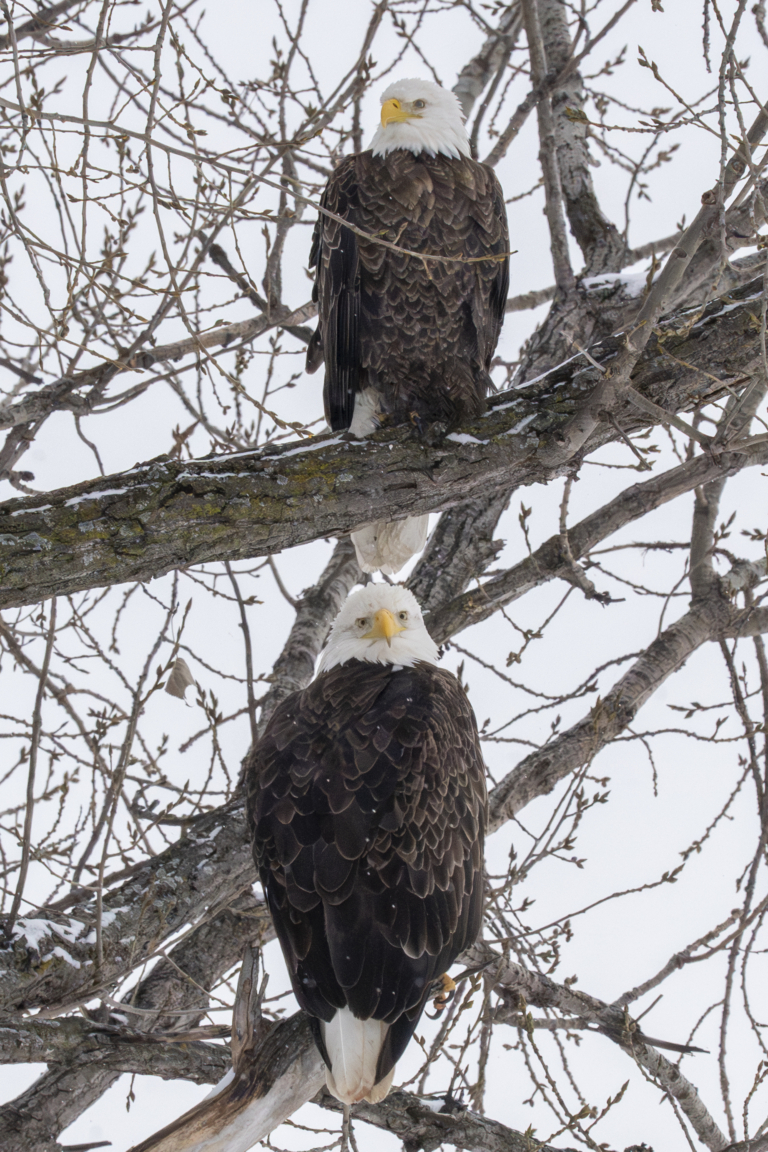 Snow! 70+ eagles at Colvill Park, more than 20 at Bay Point Park