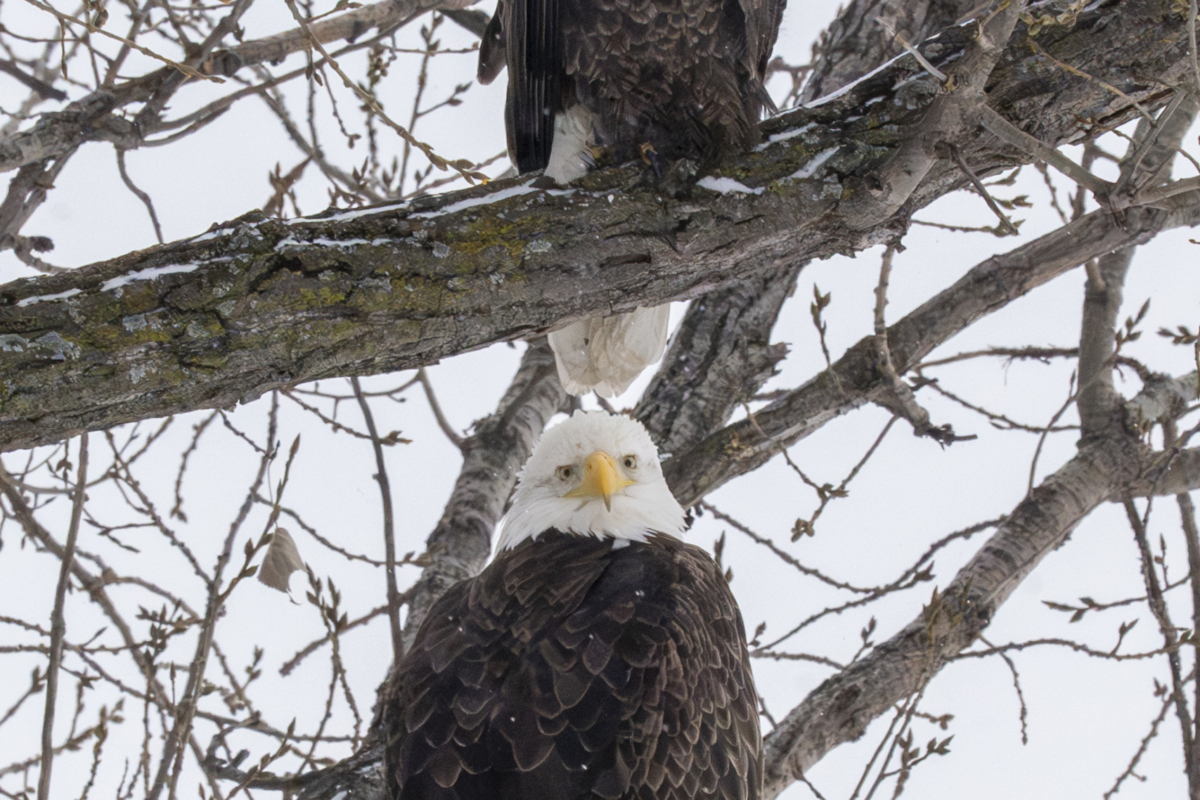 Snow! 70+ eagles at Colvill Park, more than 20 at Bay Point Park