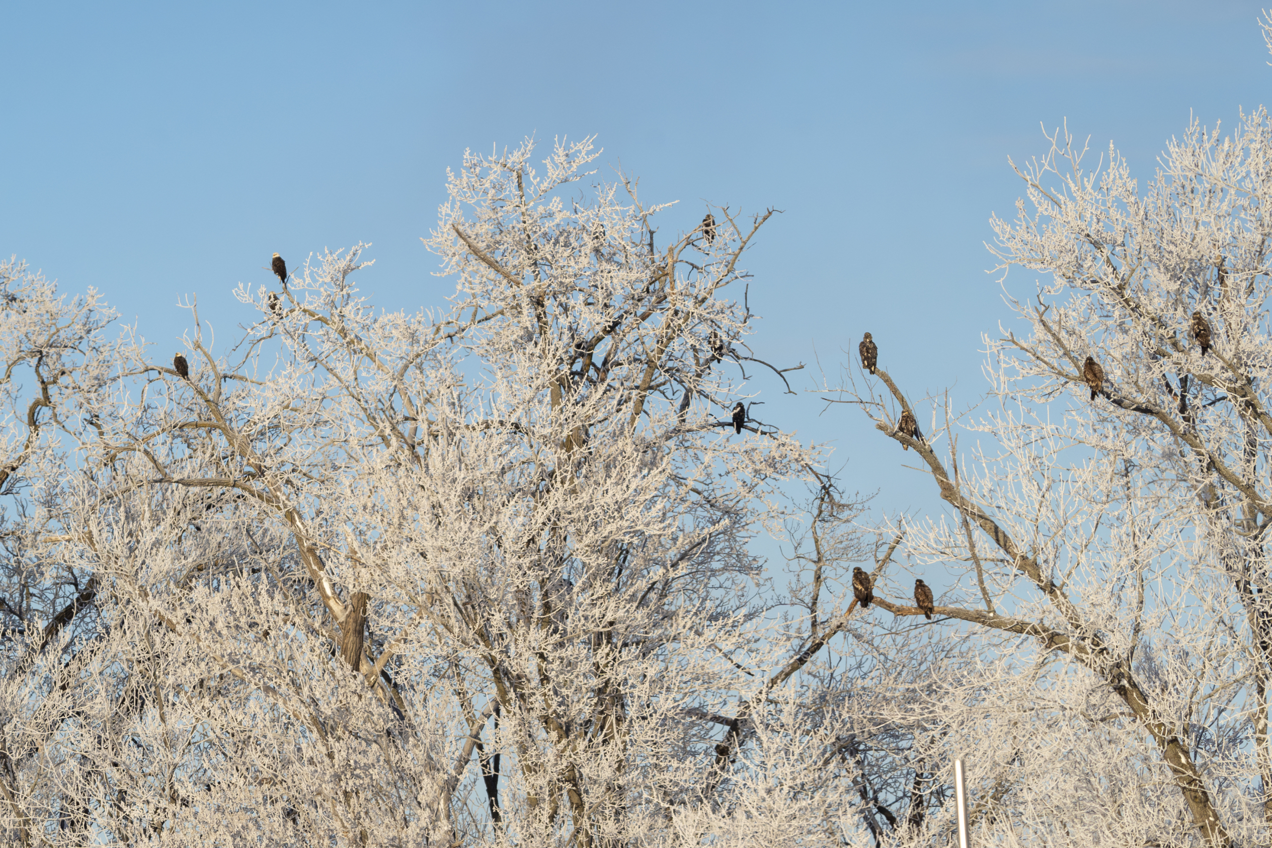 About 60 eagles counted at Colvill Park, 30 at Bay Point Park