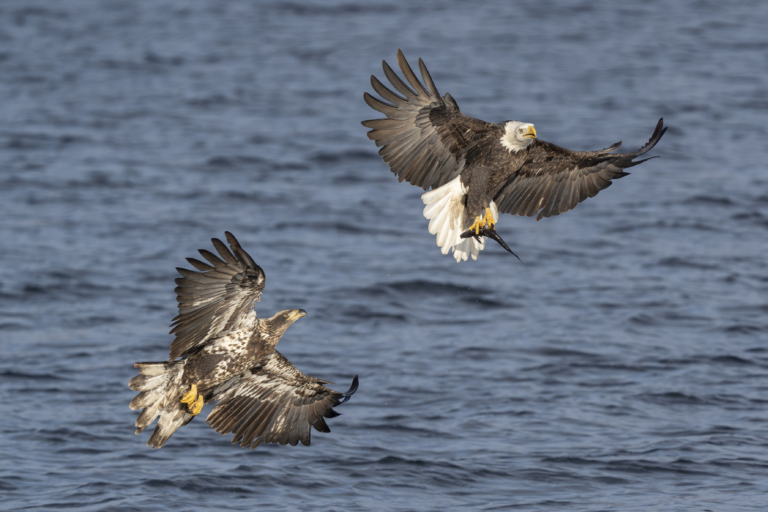 36 eagles at Colvill Park this morning, busy day yesterday