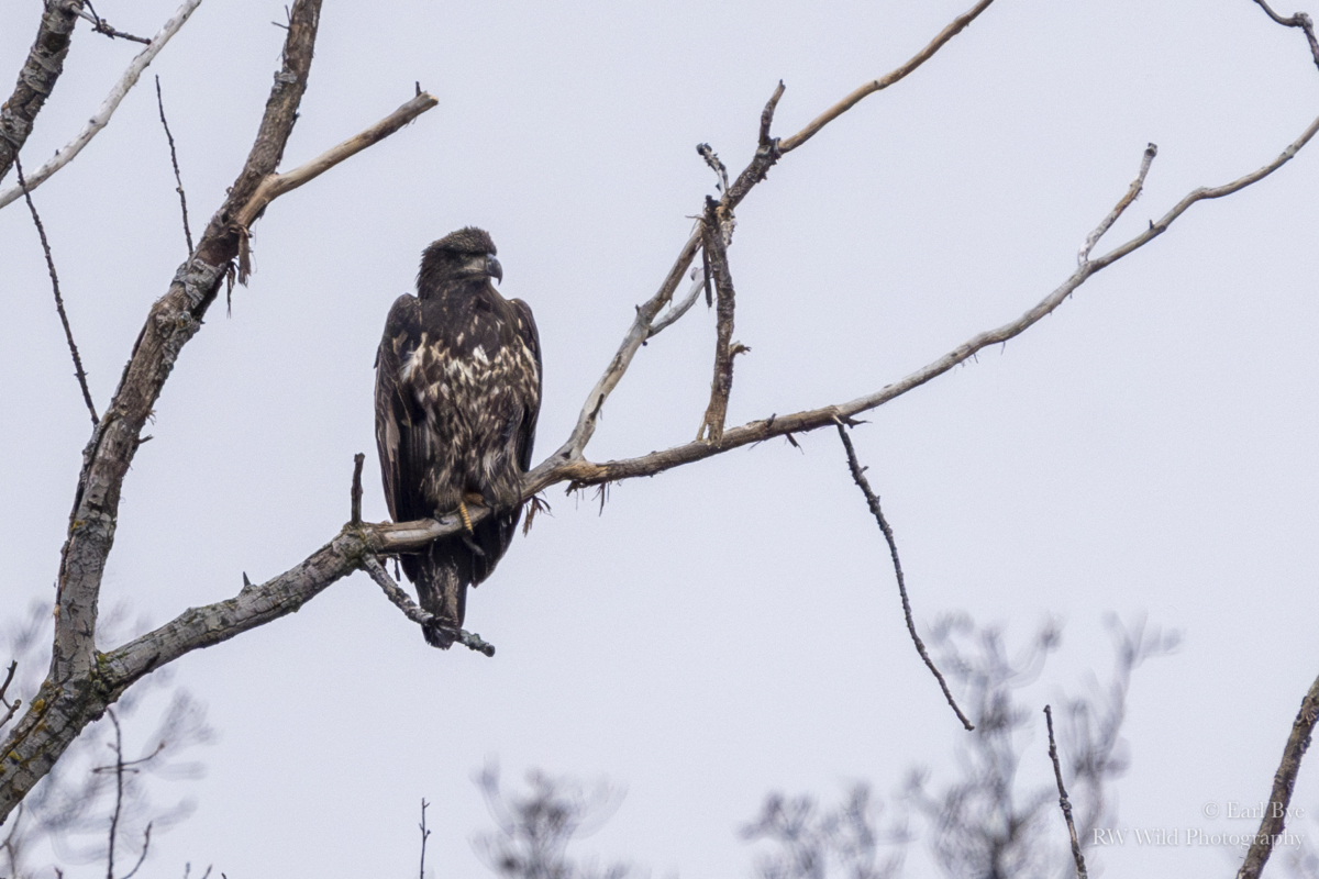 Eagle numbers still down, colder temps coming