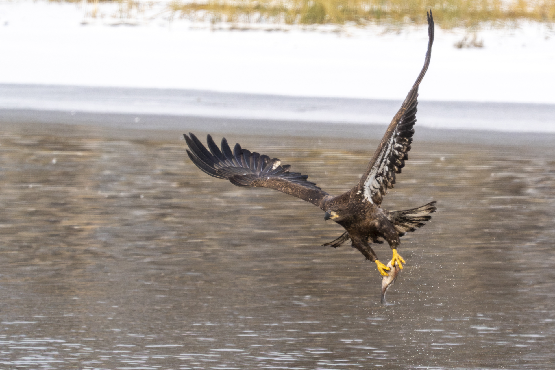 Ice continues to form, over 40 eagles at Colvill Park