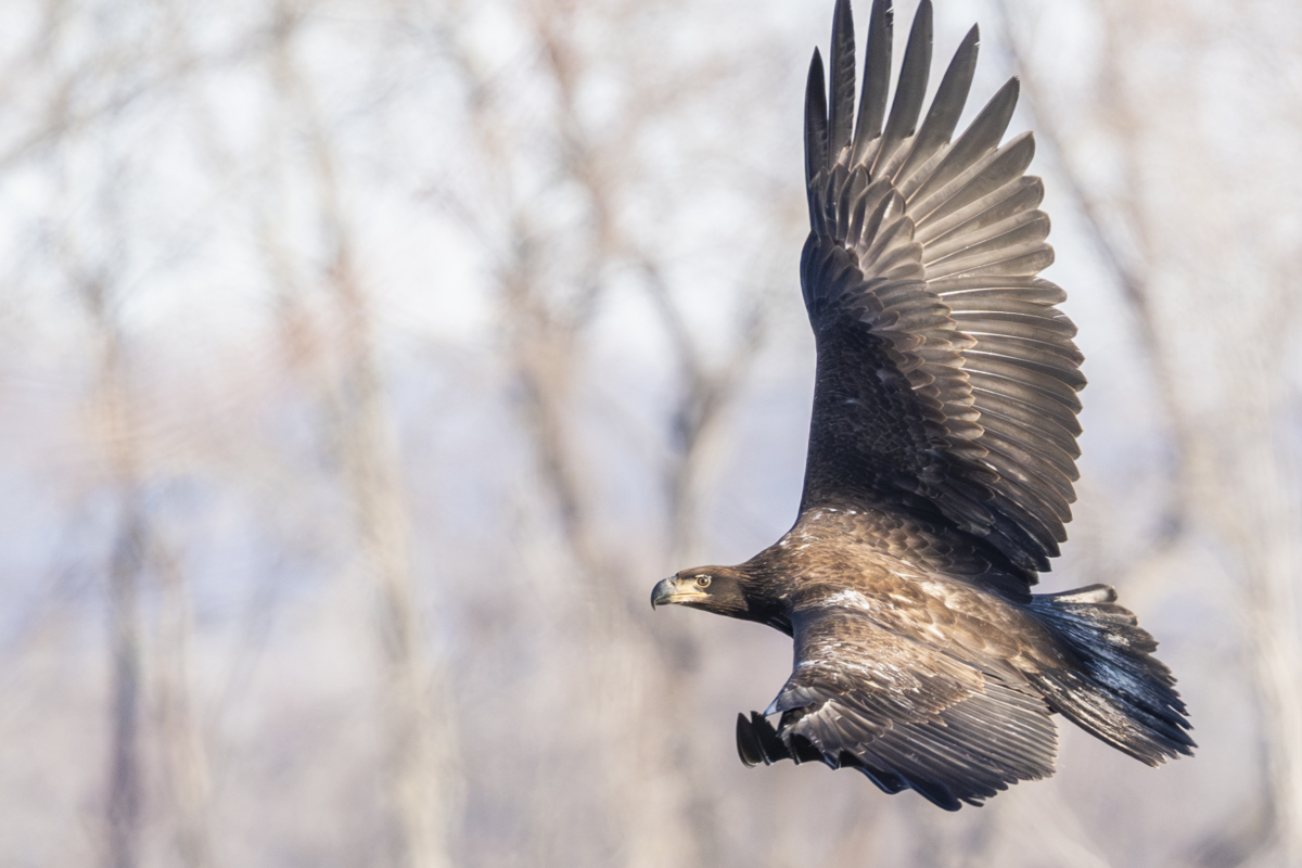 Another cold morning, about 30 eagles at Colvill Park