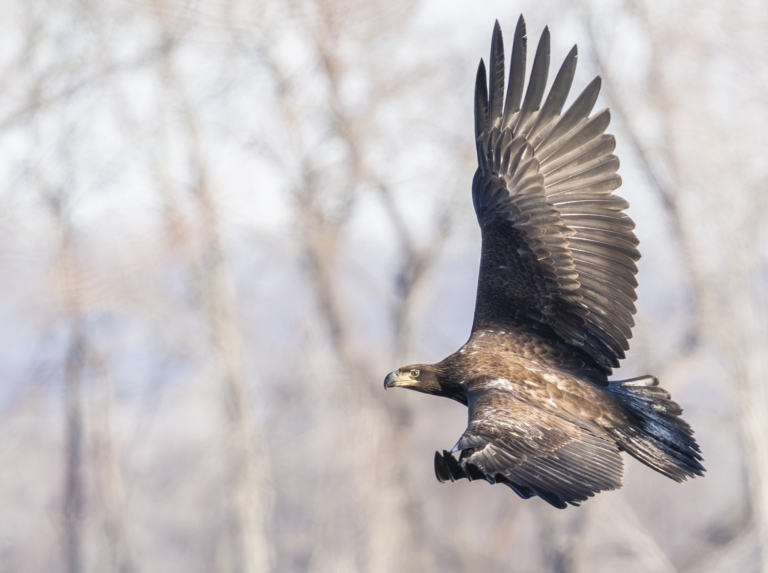 Another cold morning, about 30 eagles at Colvill Park