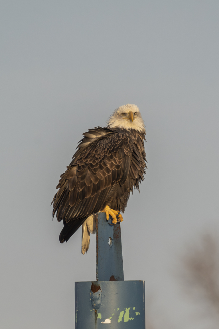 About 21 eagles at Colvill Park, 10 around Bay Point Park