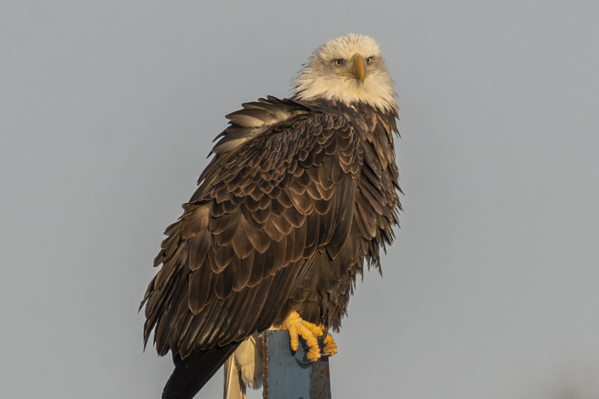 About 21 eagles at Colvill Park, 10 around Bay Point Park