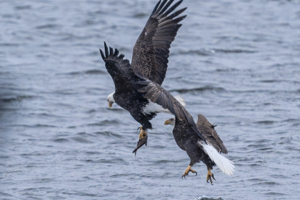 Lots of eagles feeding on river late today at Colvill Park