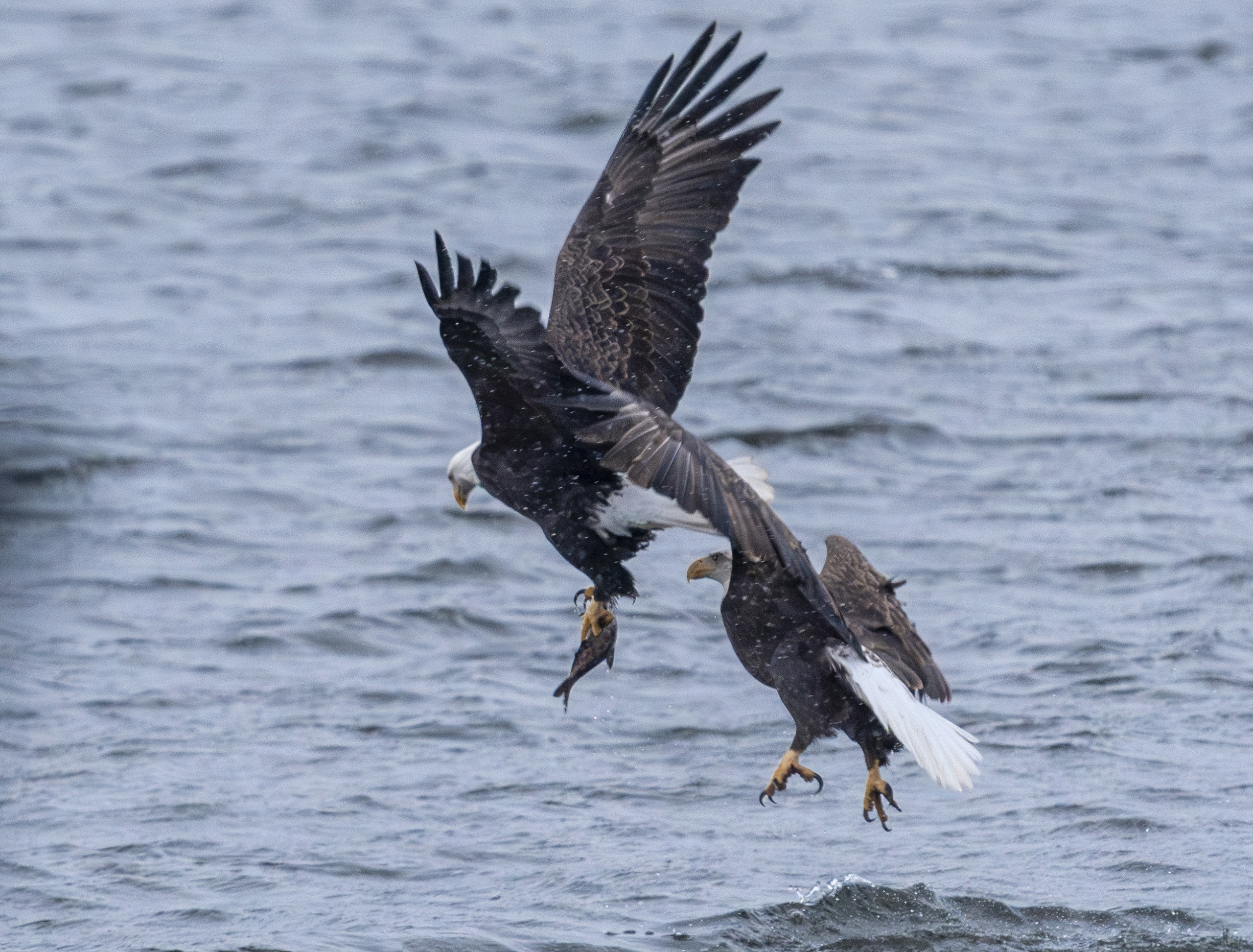 Lots of eagles feeding on river late today at Colvill Park