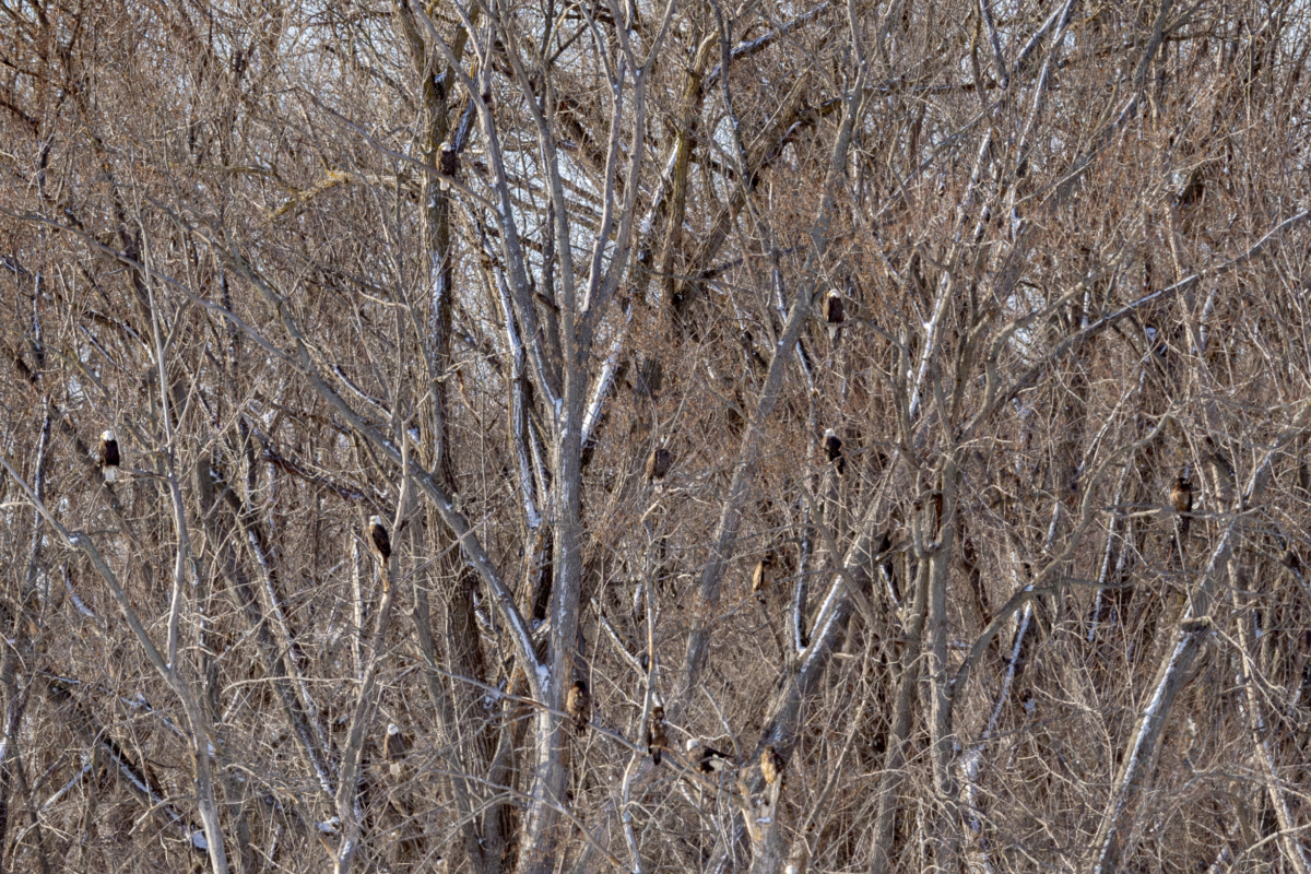 Over 50 eagles at Colvill Park today, lots of action