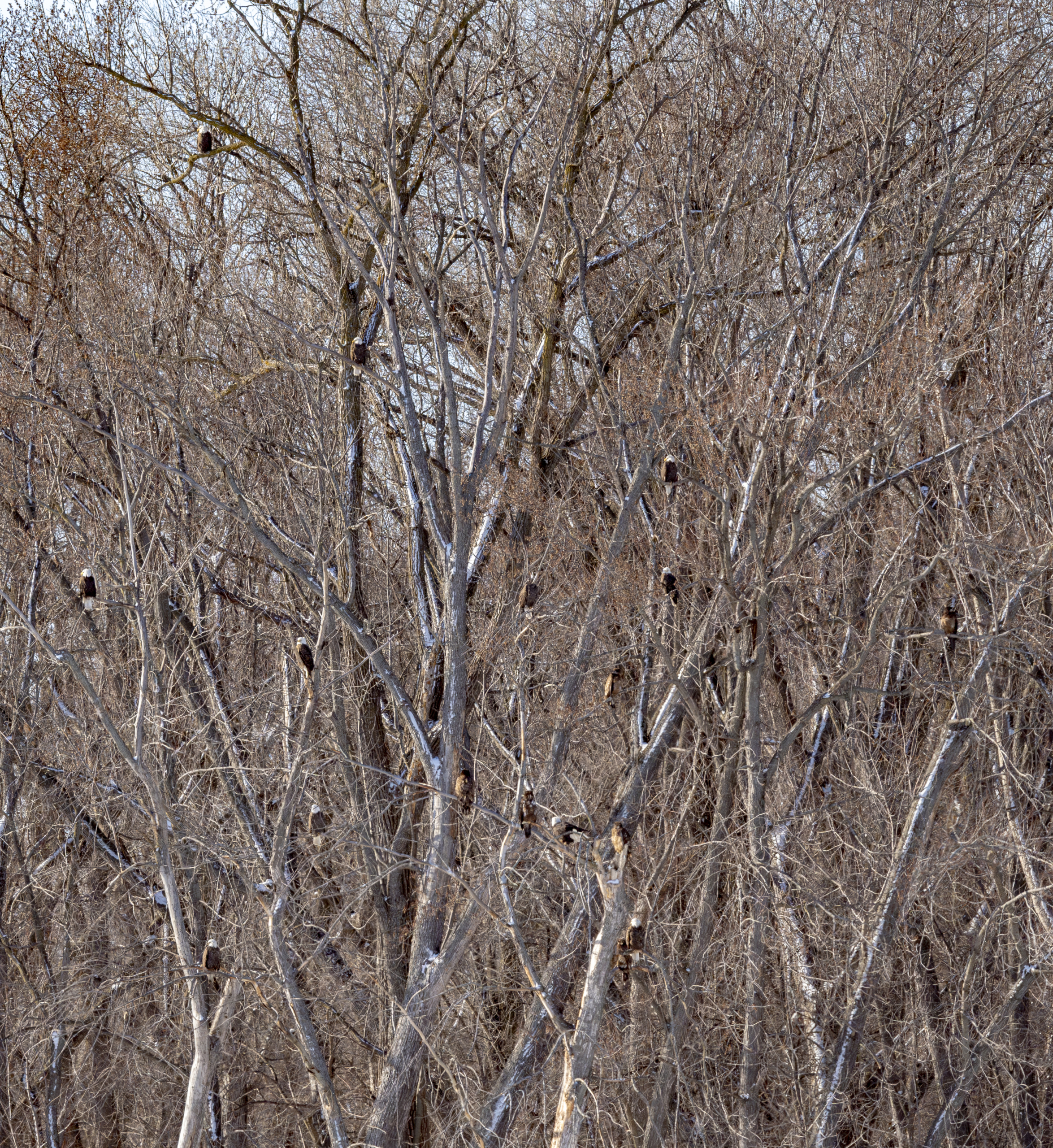 Over 50 eagles at Colvill Park today, lots of action