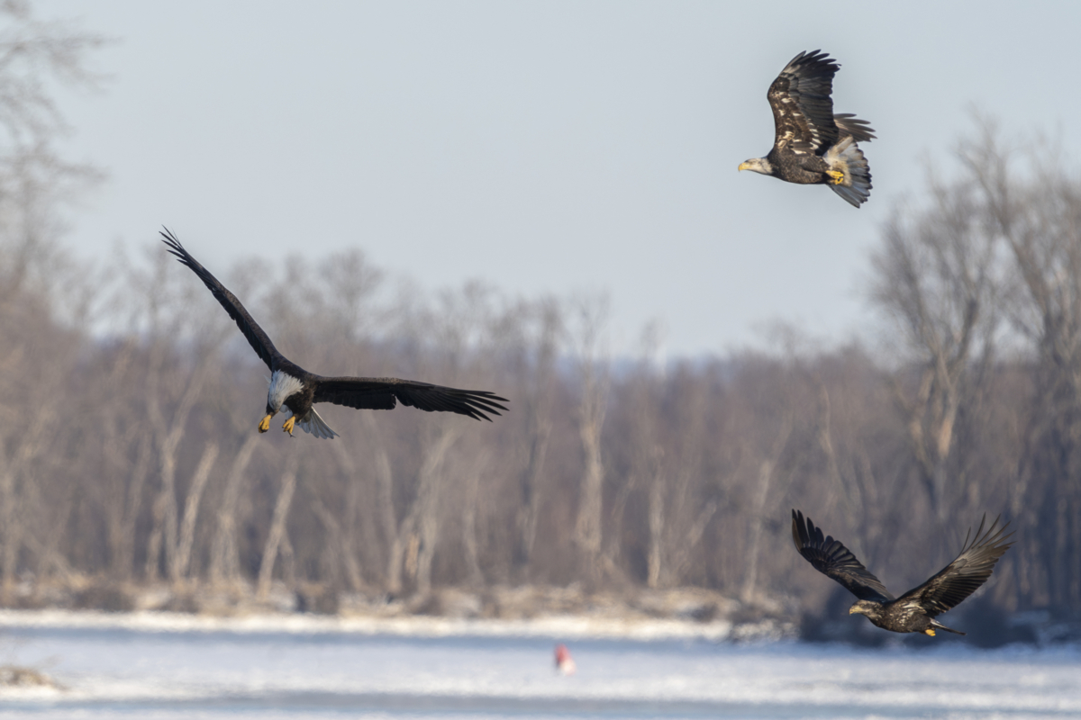 Eagles continue at Colvill Park with low temperature