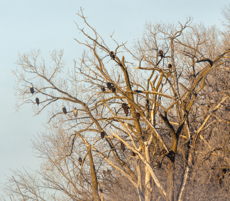 Around 60 eagles at Colvill Park today