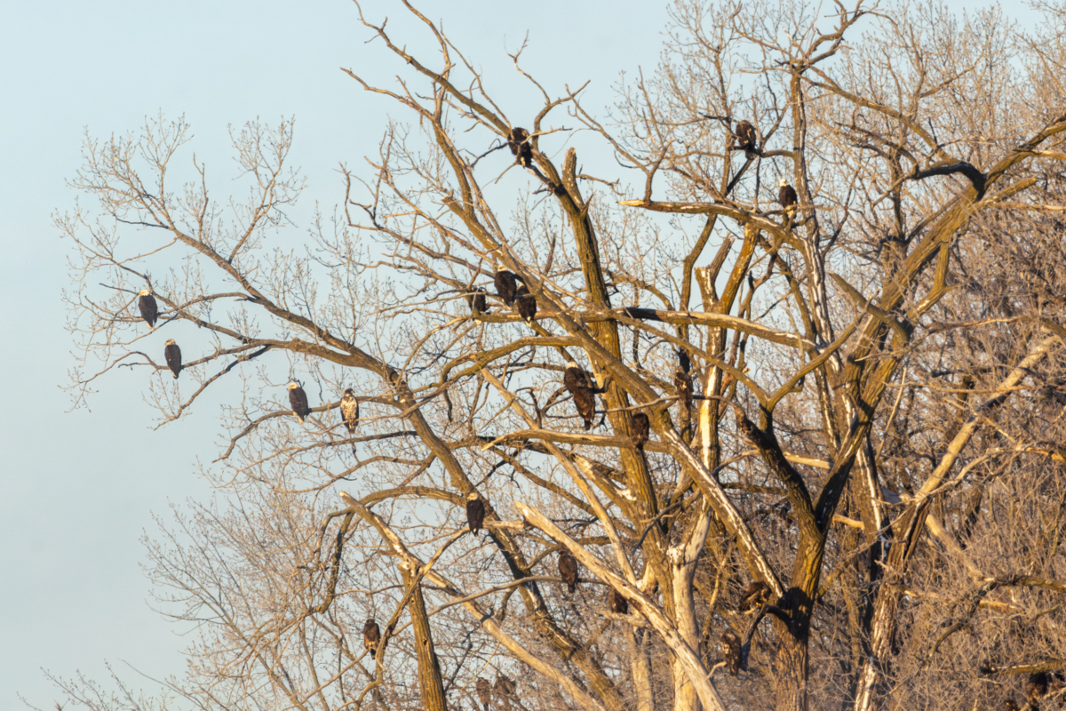 Around 60 eagles at Colvill Park today