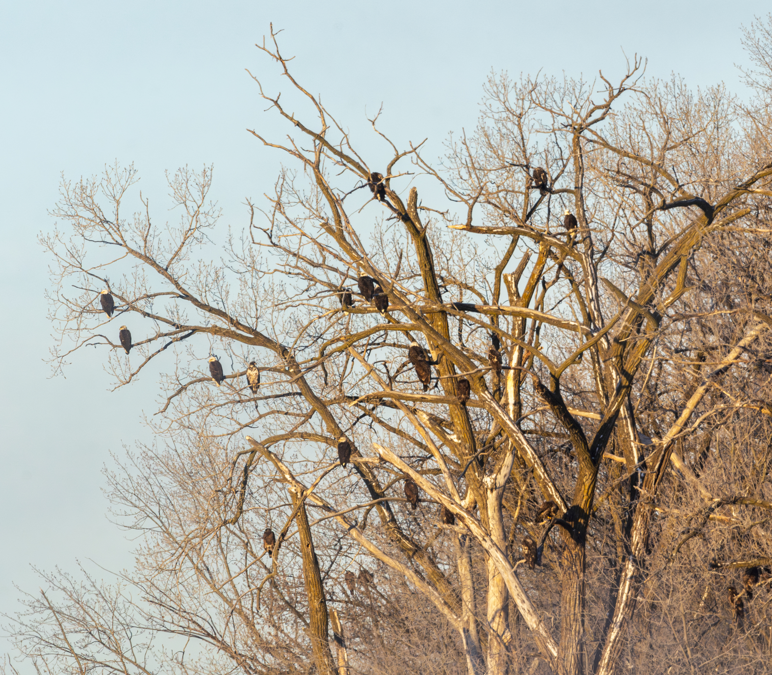 Around 60 eagles at Colvill Park today