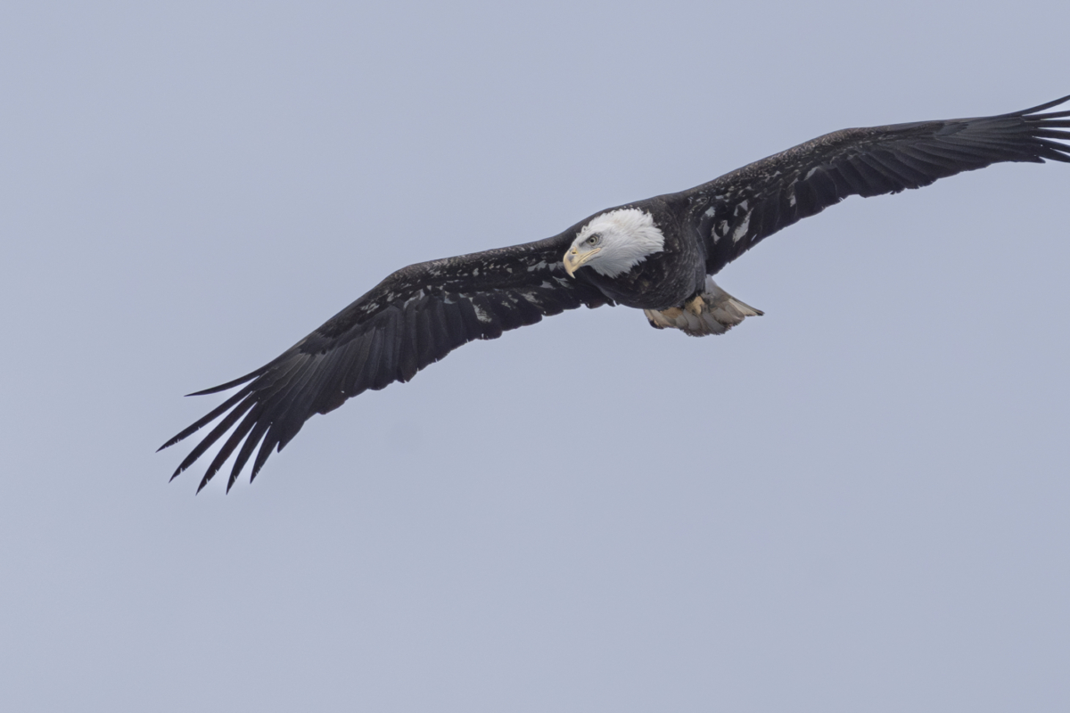 Lower eagle number with warmer temps