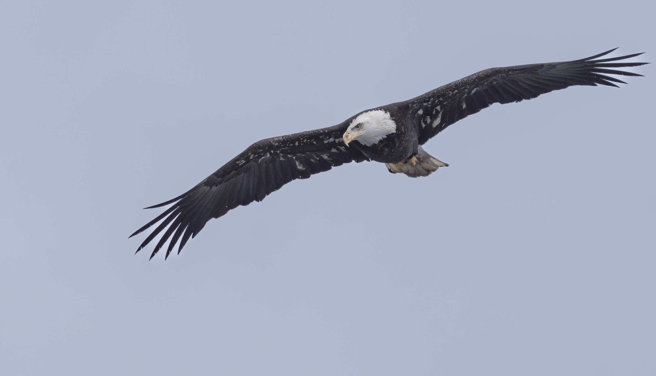 Lower eagle number with warmer temps