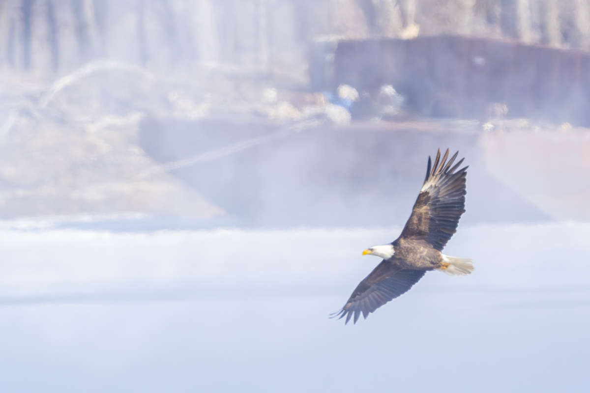 Over 50 eagles at Colvill Park, much more ice on the river