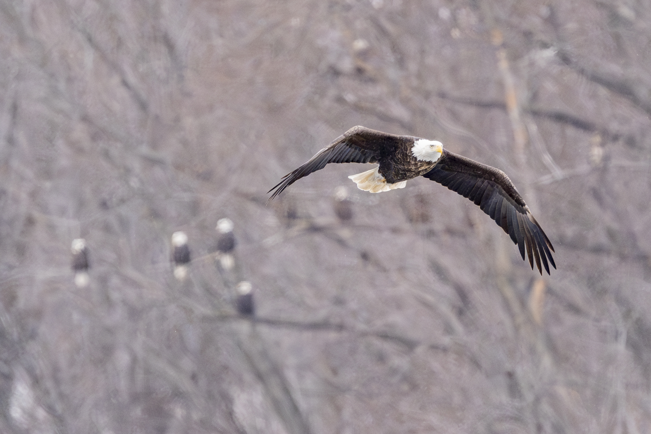 Ice closes in with subzero temperatures, eagles feeding at Colvill Park