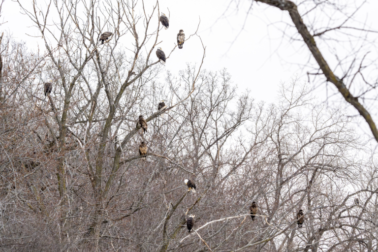 Warmer today, over 50 eagles at Colvill Park