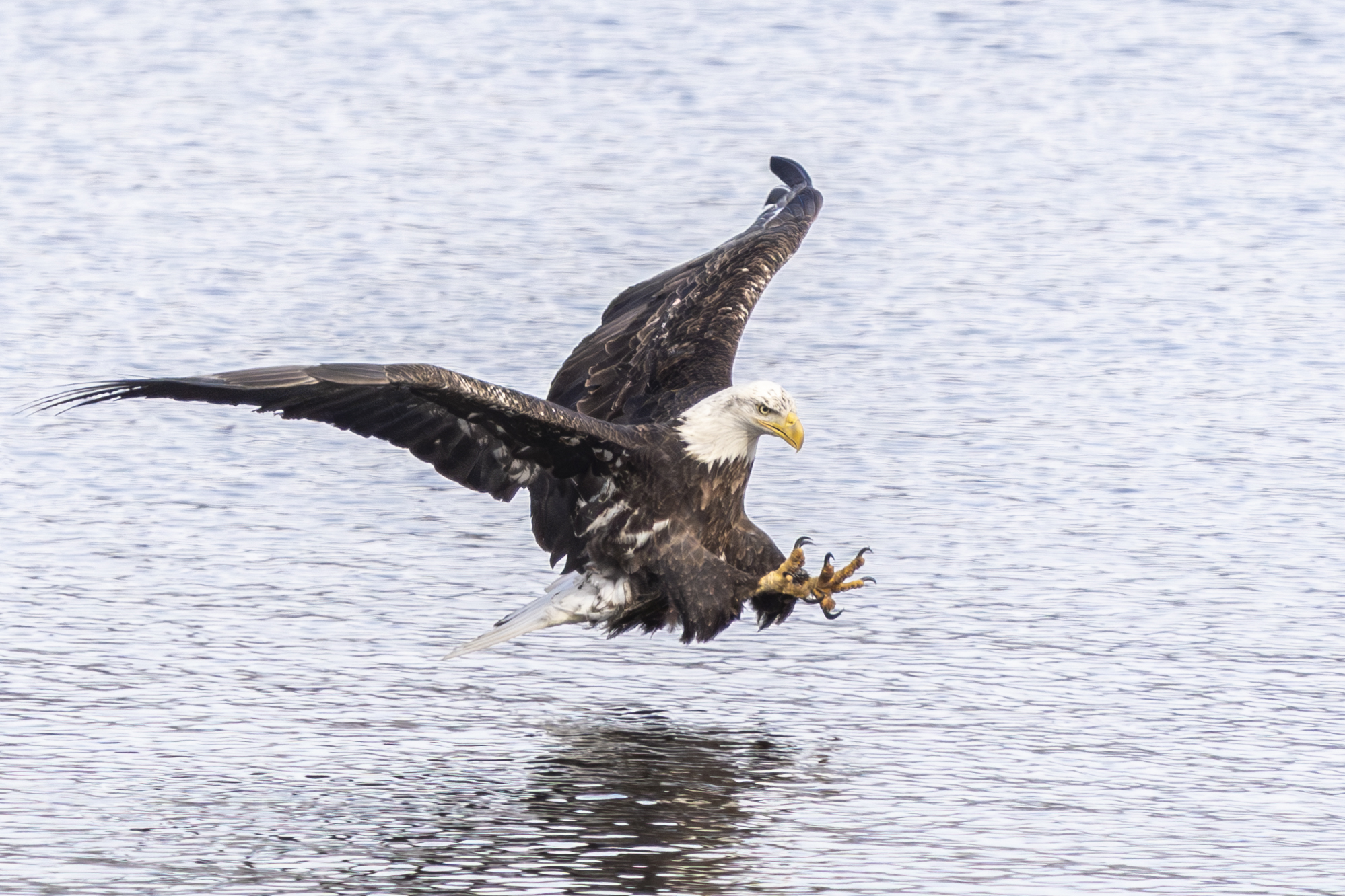 About 20 eagles at Colvill Park, a few at Bay Point Park