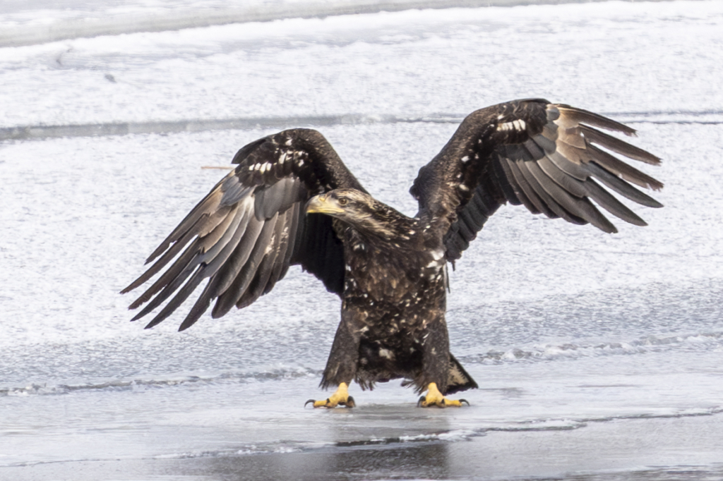 Immature eagle on the ice at Colvill Park in Red WIng