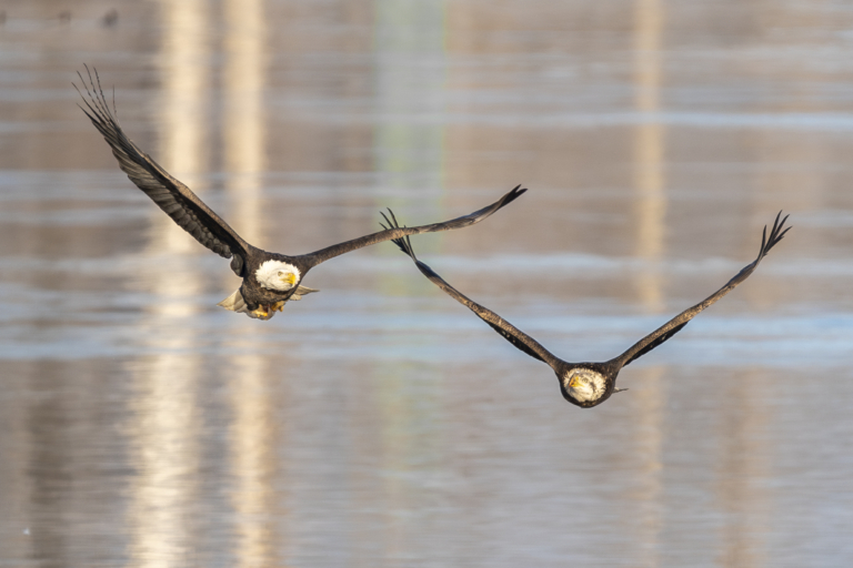 About 20 eagles at Colvill Park