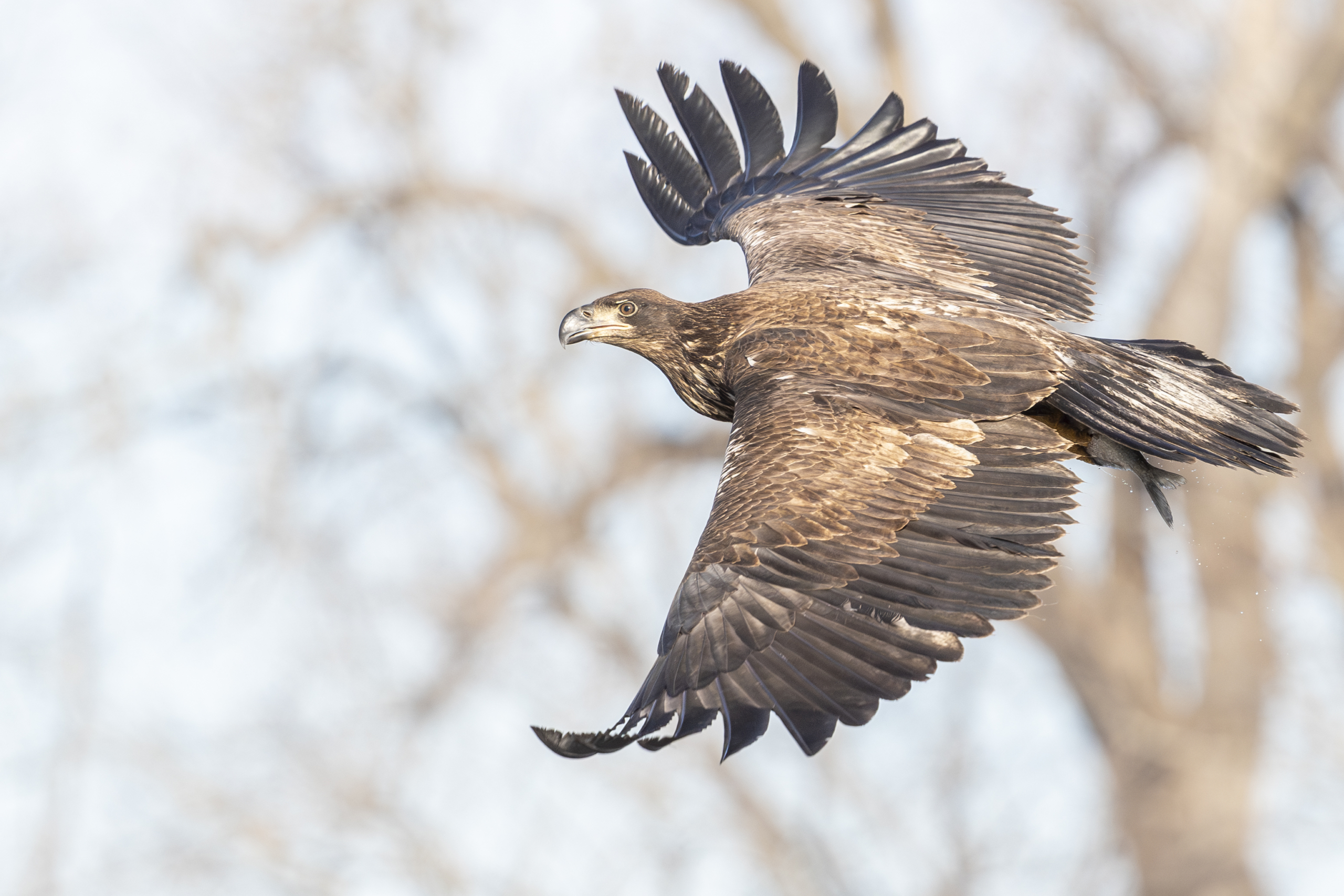 About 10 eagles at Colvill Park