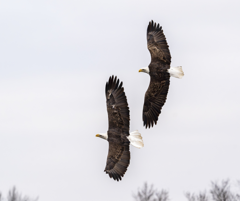 About 20 eagles at Bay Point Park, Colvill numbers still down