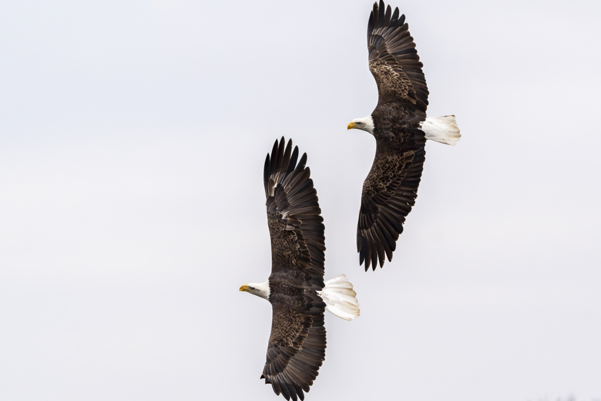 About 20 eagles at Bay Point Park, Colvill numbers still down