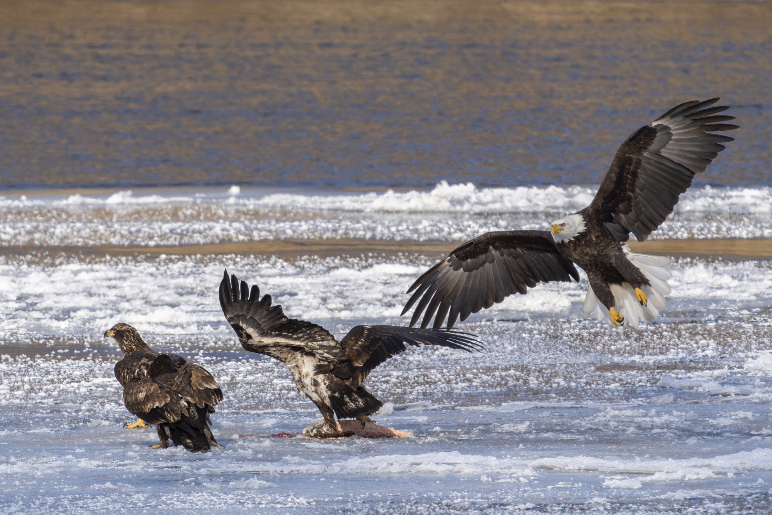 50 Eagles in Colvill Park bay and another more on the channel