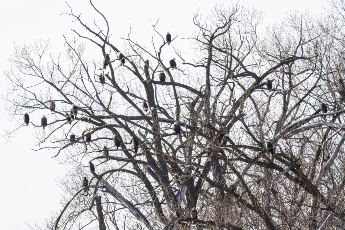 More eagles at Colvill Park, crazy feeding on the river this morning