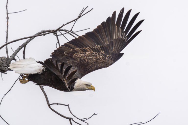 Over 40 eagles at Colvill Park, around 15 at Bay Point Park