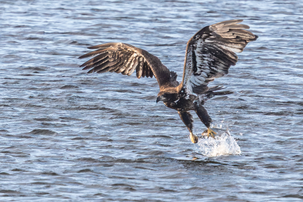 Colvill Park has low number of eagles with bay still frozen