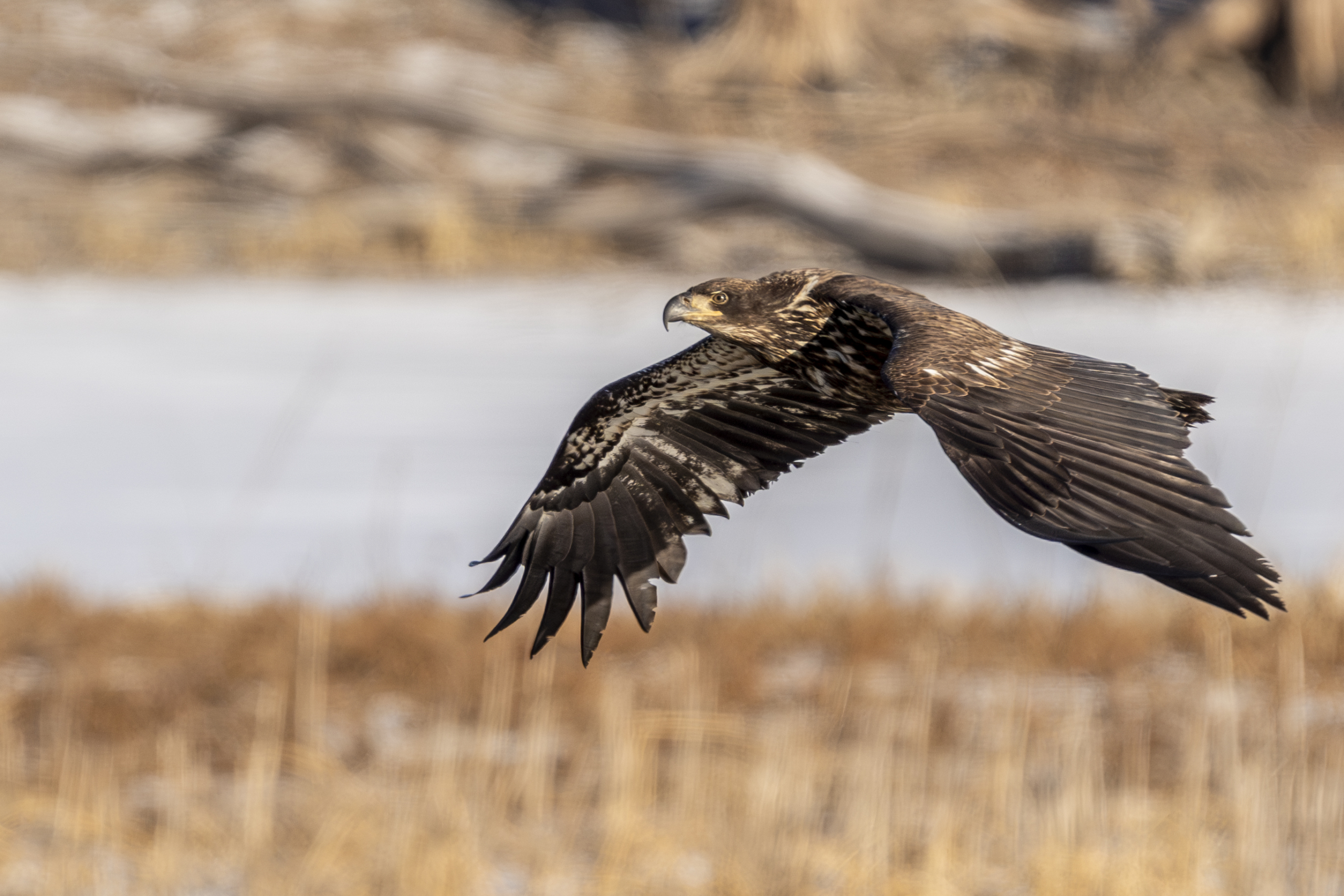 Eagle numbers remain low