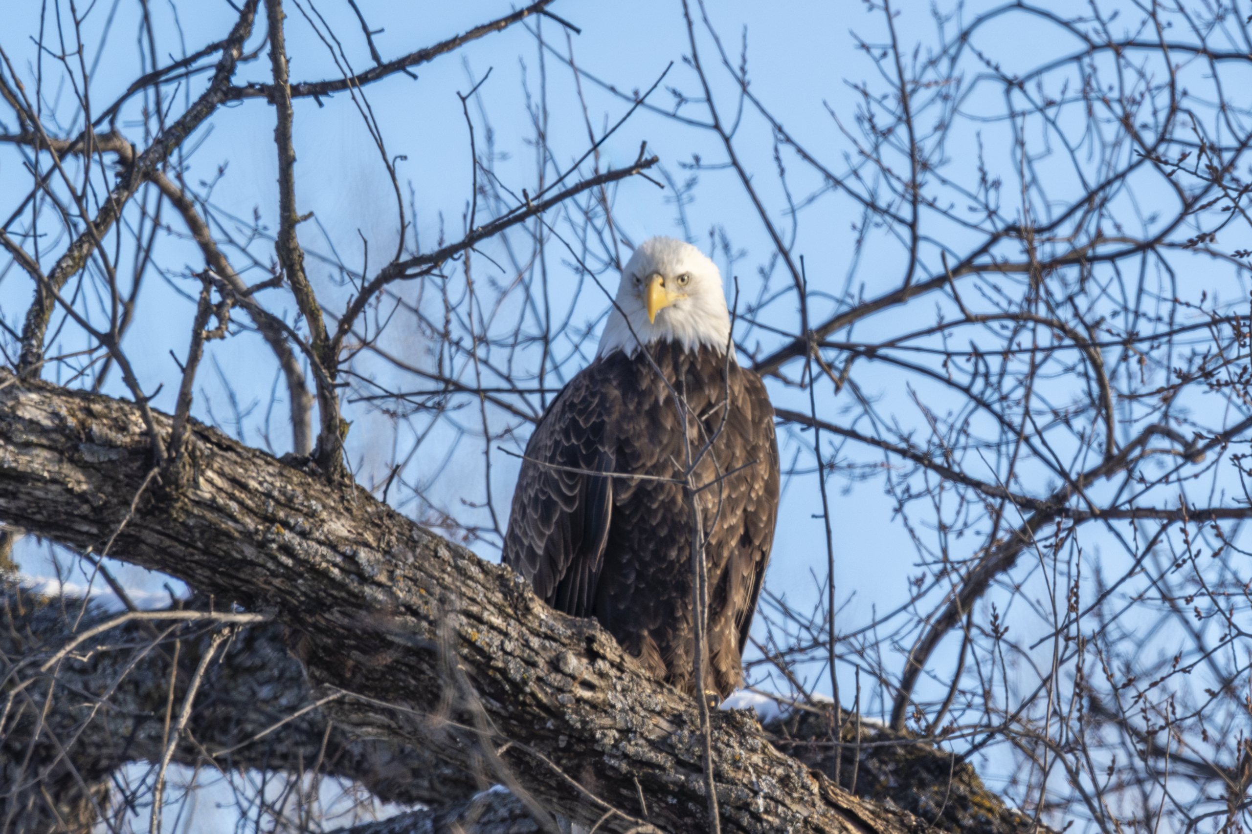 Fresh snow and cold, more eagles at Colvill Park