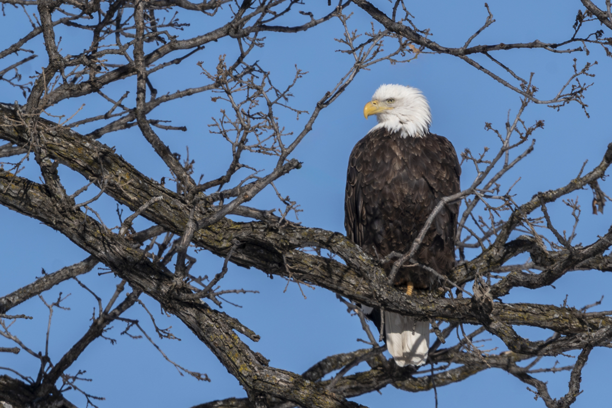 Bay remains covered, about a dozen eagles on river channel