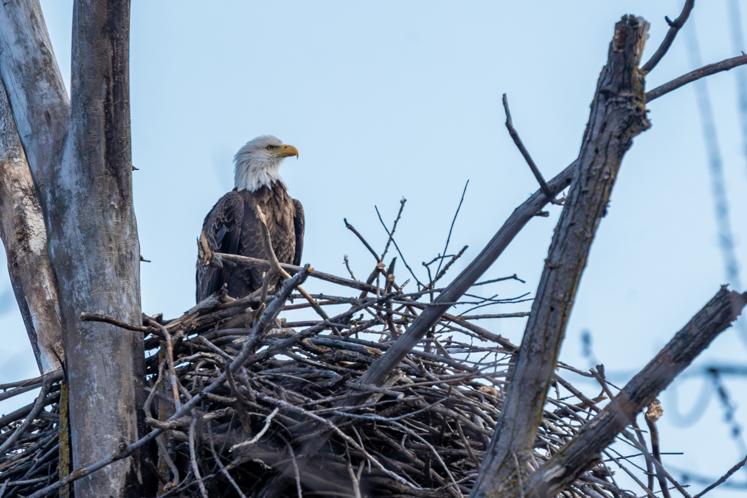 Storm coming, eagles nesting