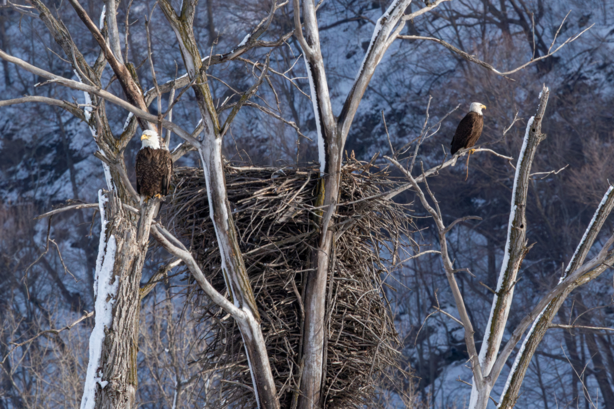 After the storm, eagles continue nesting