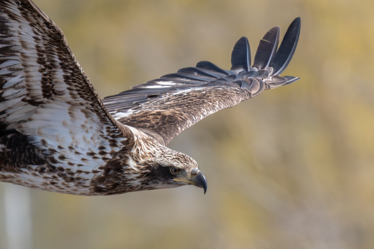Windy day bring eagles to the bluffs, Kinglets and Warblers arrive