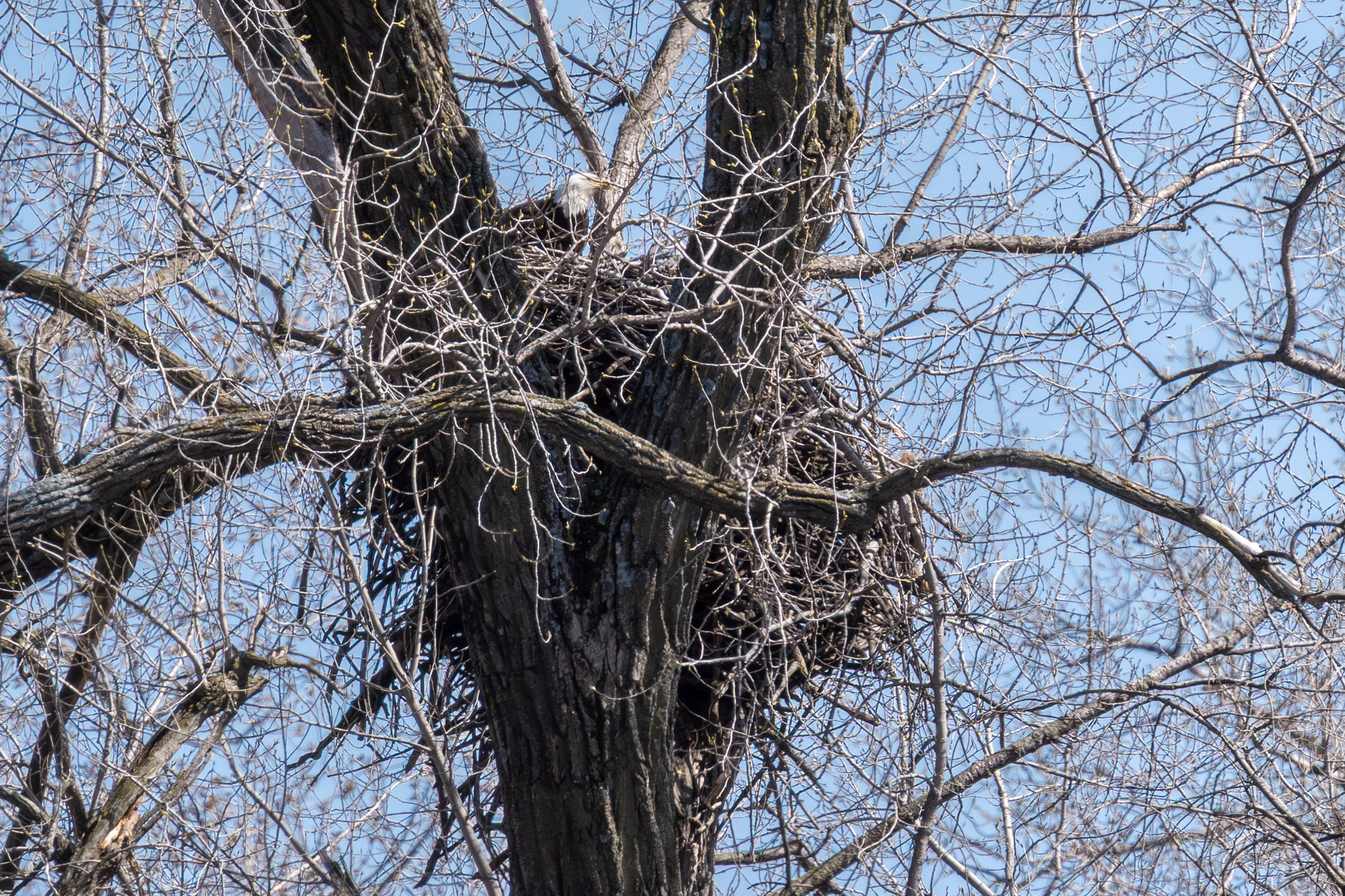 Peregrines have eggs, eagle eggs start to hatch