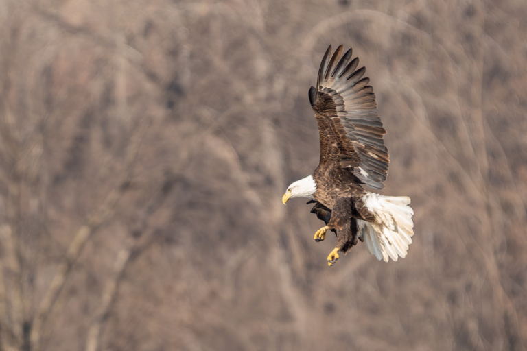 Waiting for eagle eggs to hatch, more migrating birds arrive