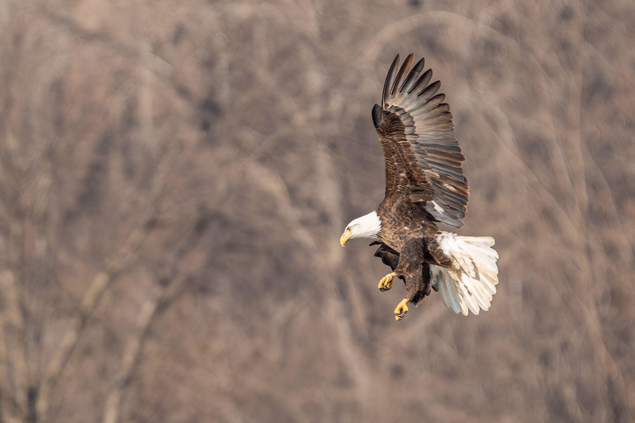 Waiting for eagle eggs to hatch, more migrating birds arrive