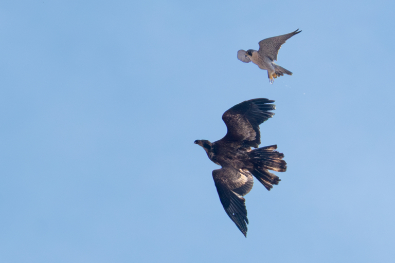 Most local eagles are laying or incubating eggs, Peregrine Falcons ready to nest