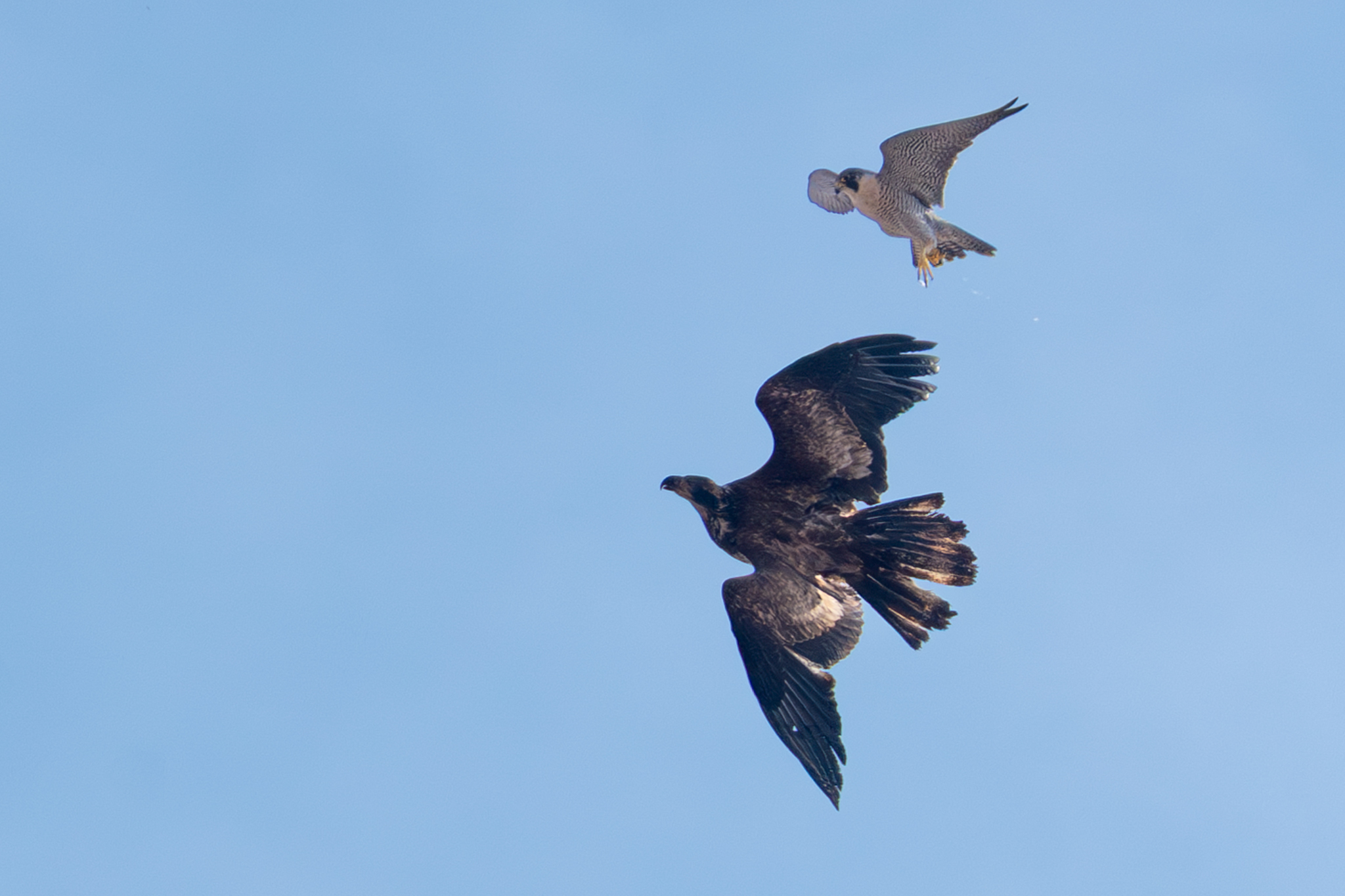 Most local eagles are laying or incubating eggs, Peregrine Falcons ready to nest