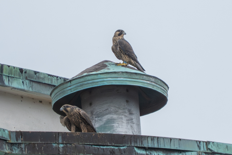 Summer update – end of July