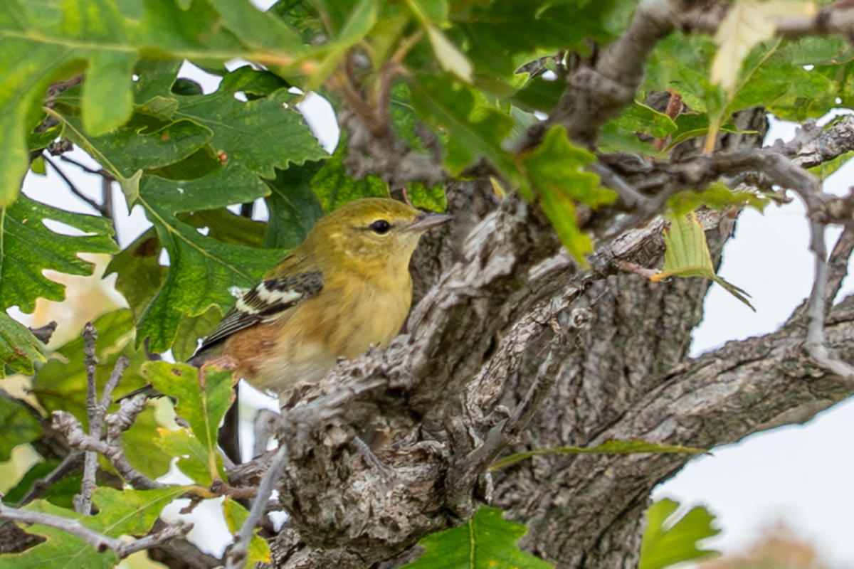 Fall migration happening now