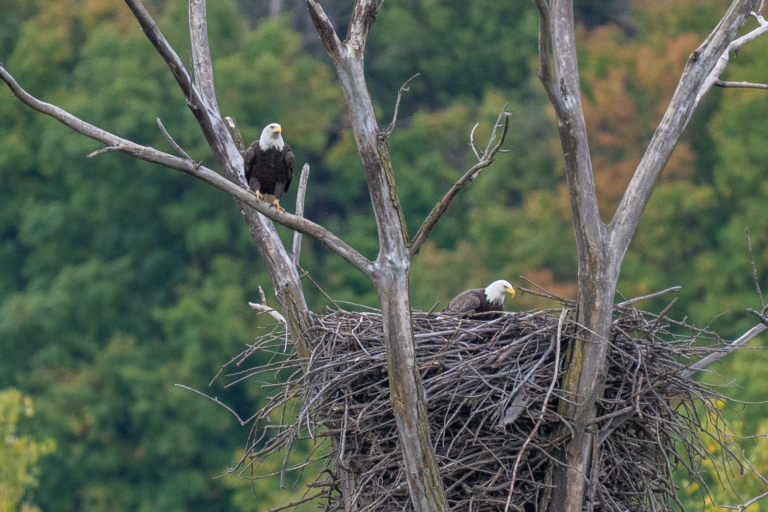 Migration continues, eagles working on their nest