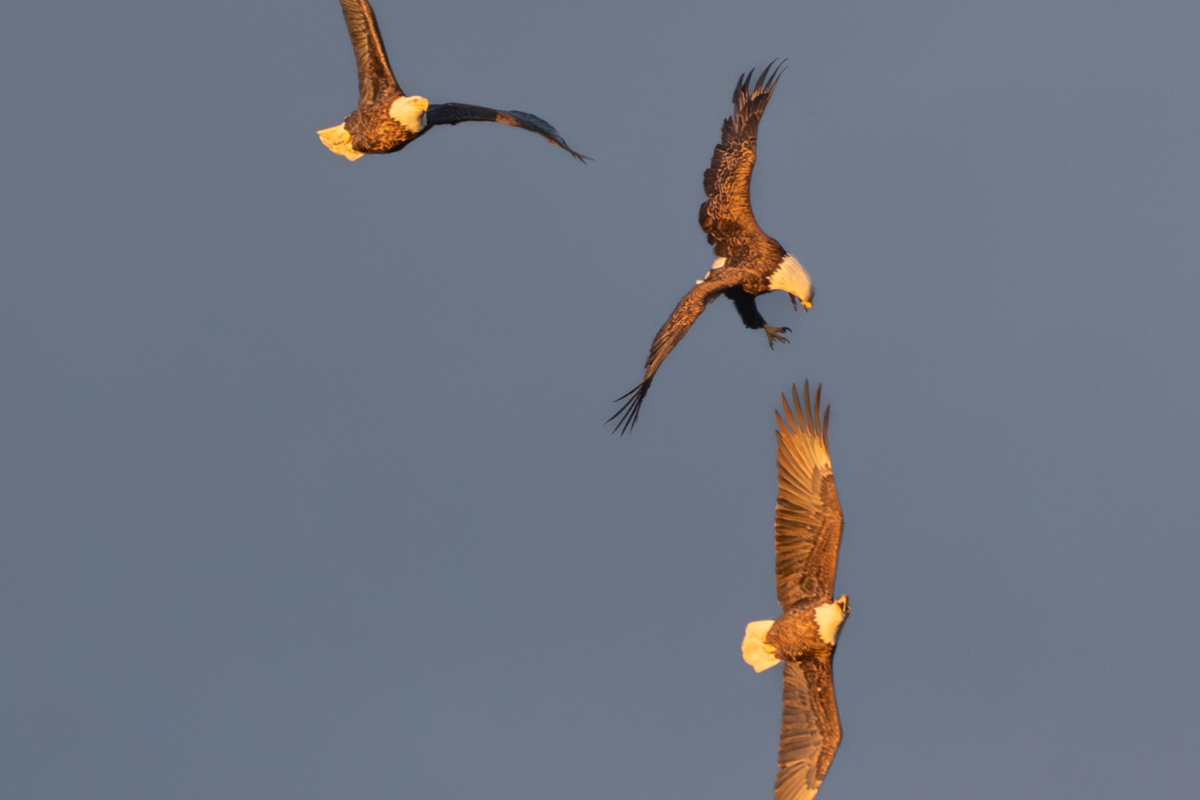 Eagles getting more territorial, Pelicans stopping on their way south