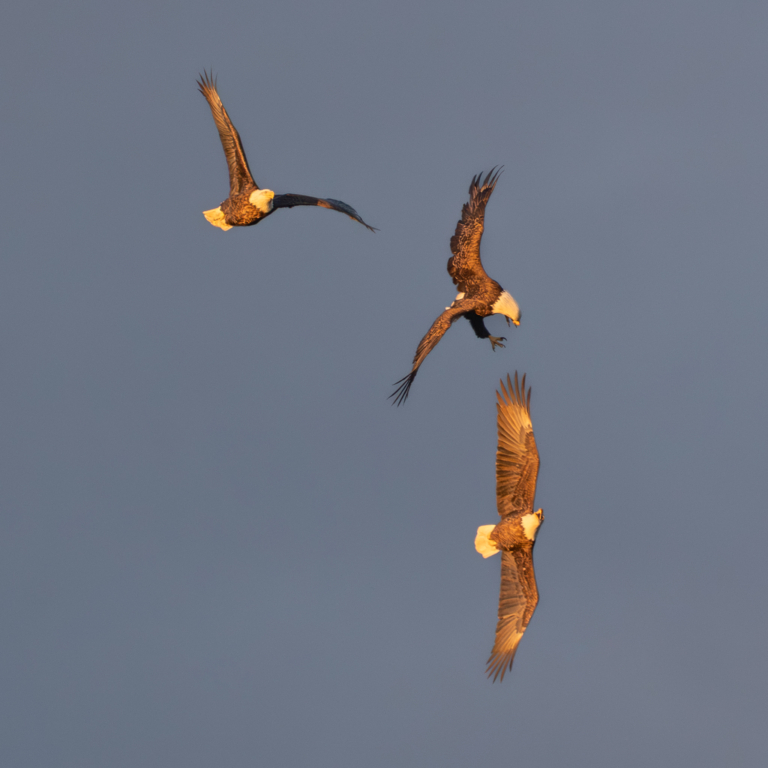 Eagles getting more territorial, Pelicans stopping on their way south